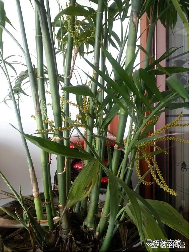 种植凤尾竹需要注意什么?