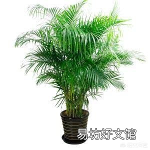 种植凤尾竹需要注意什么?