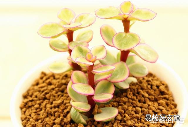 雅乐之舞新长出来的叶子全是绿色,是什么原因?该怎么办?