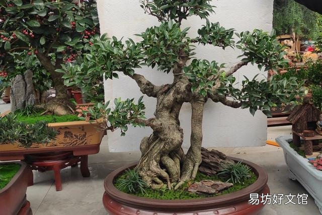 把家里的盆景和花养好是一种什么体验？