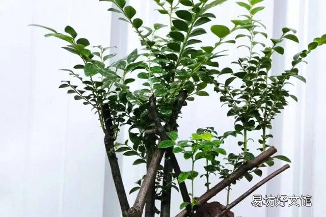 把家里的盆景和花养好是一种什么体验？