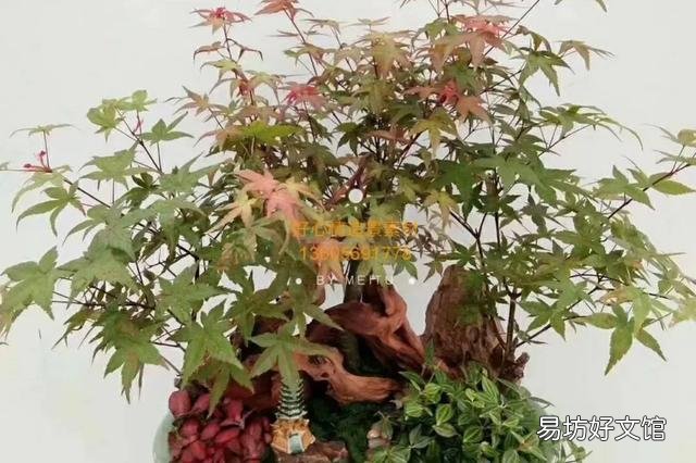 把家里的盆景和花养好是一种什么体验？