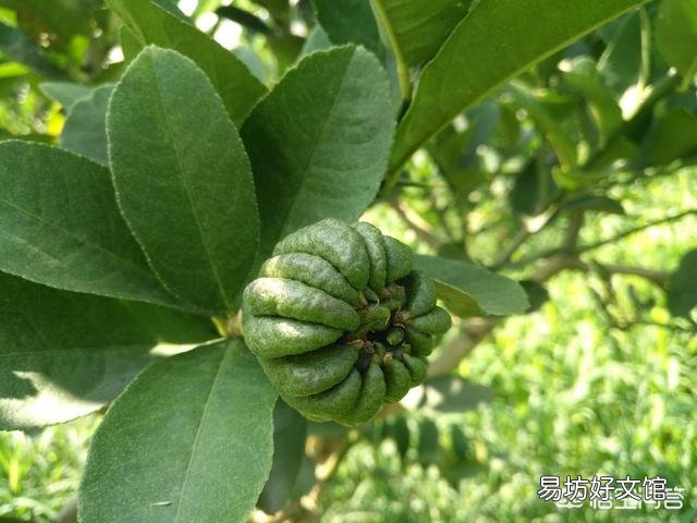 佛手瓜開花后不結果，花都掉了，會是什么原因？