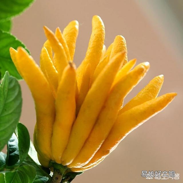 佛手瓜開花后不結果，花都掉了，會是什么原因？