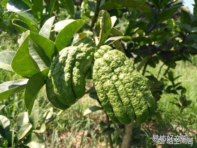 佛手瓜開花后不結果，花都掉了，會是什么原因？