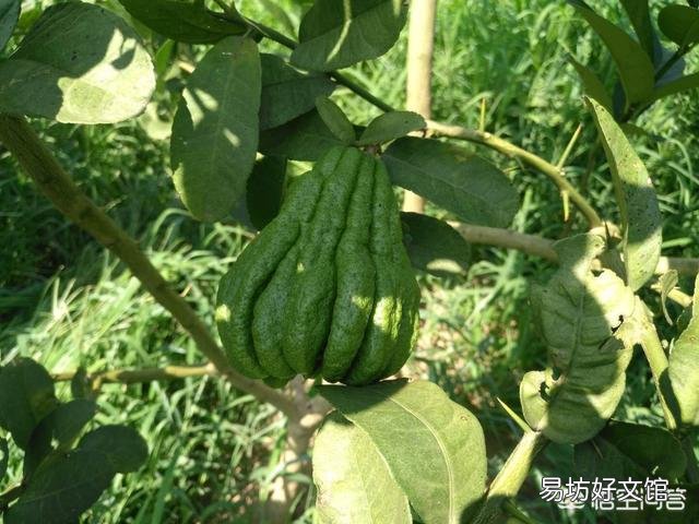佛手瓜開花后不結果，花都掉了，會是什么原因？