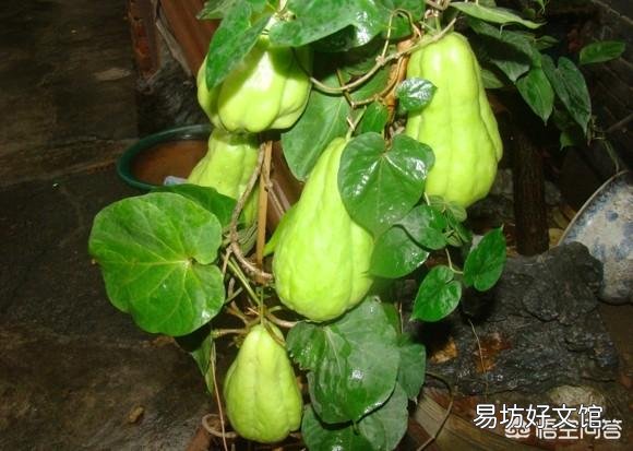 佛手瓜開花后不結果，花都掉了，會是什么原因？