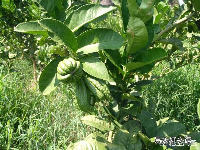 佛手瓜開花后不結果，花都掉了，會是什么原因？