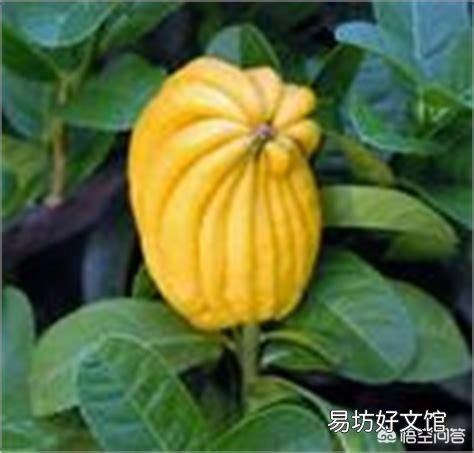 佛手瓜開花后不結果，花都掉了，會是什么原因？