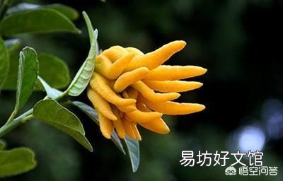佛手瓜開花后不結果，花都掉了，會是什么原因？