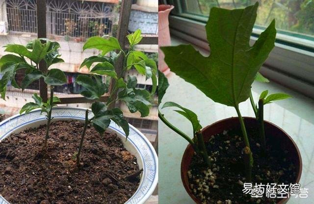 如何繁植铁线莲?
