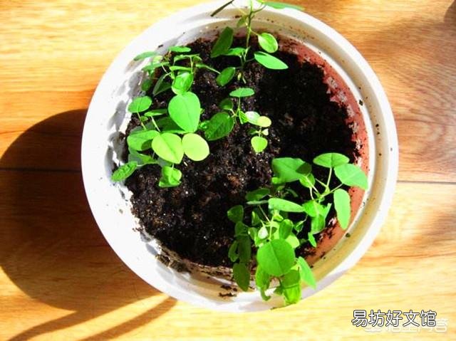 如何繁植铁线莲?