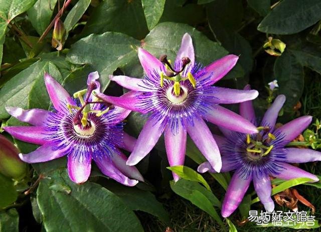 如何繁植铁线莲?