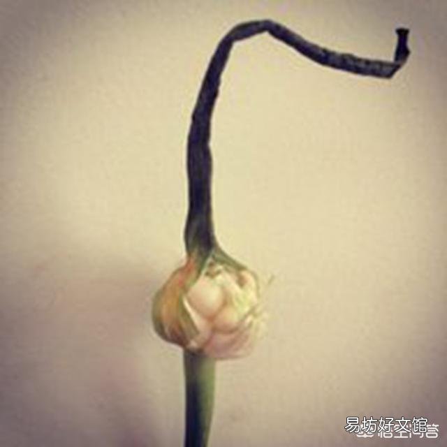 蒜苔上的籽能种出蒜苗吗?