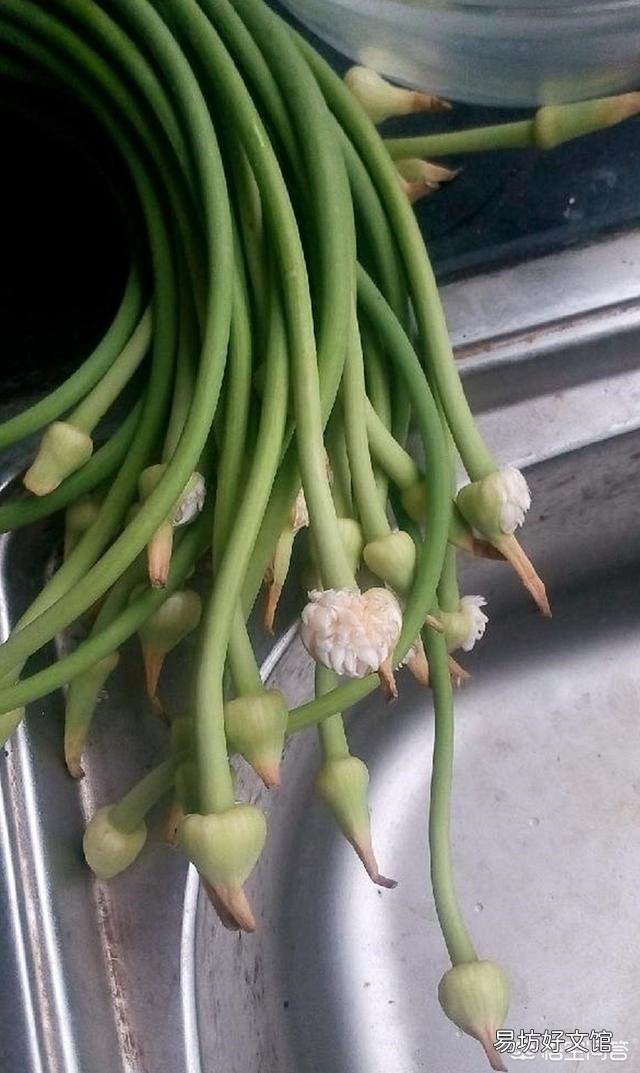 蒜苔上的籽能种出蒜苗吗?