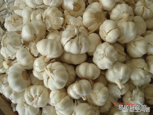 蒜苔上的籽能种出蒜苗吗?