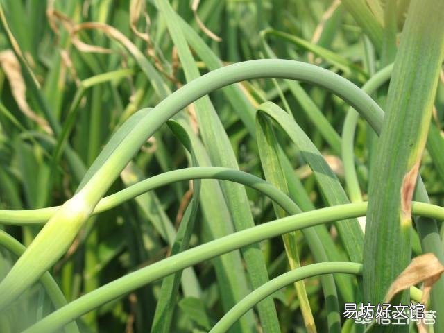 蒜苔上的籽能种出蒜苗吗?