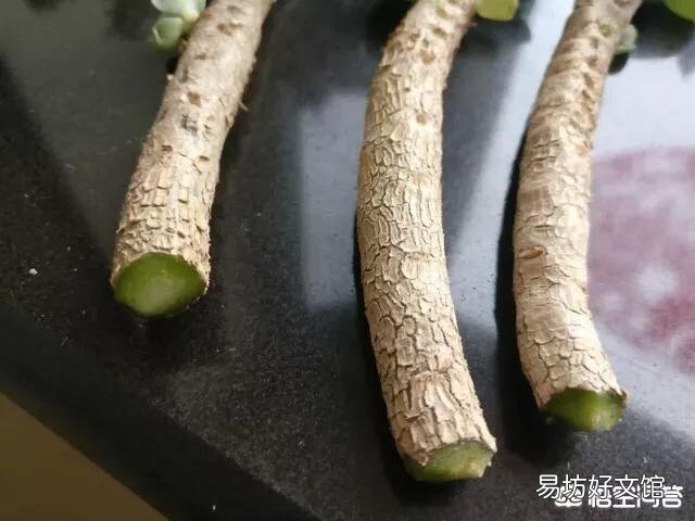 金錢木一個星期前換了盆，現在葉子發黃一碰就掉，是怎么回事？