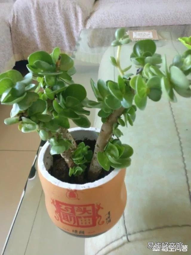 金錢木一個星期前換了盆，現在葉子發黃一碰就掉，是怎么回事？
