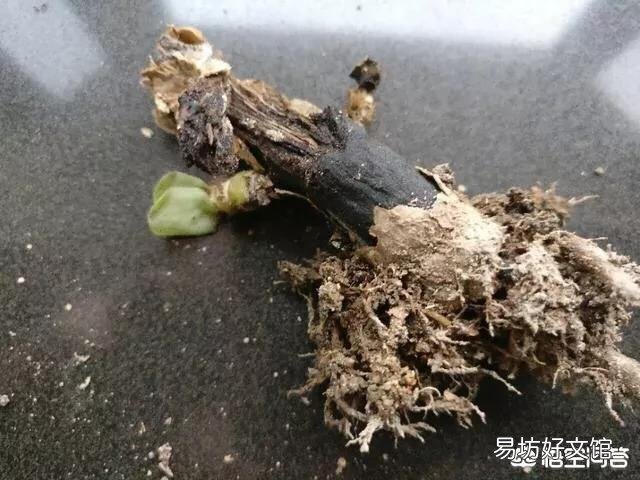 金錢木一個星期前換了盆，現在葉子發黃一碰就掉，是怎么回事？