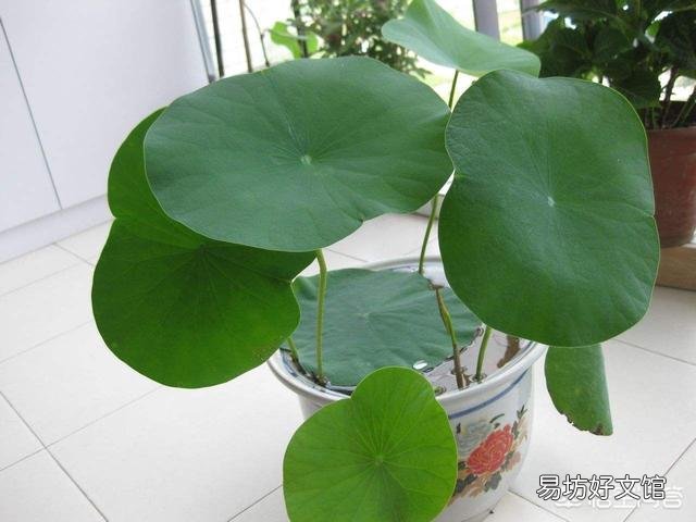 對于在陽臺種碗蓮出現只長葉子不開花的現象，你怎么看？