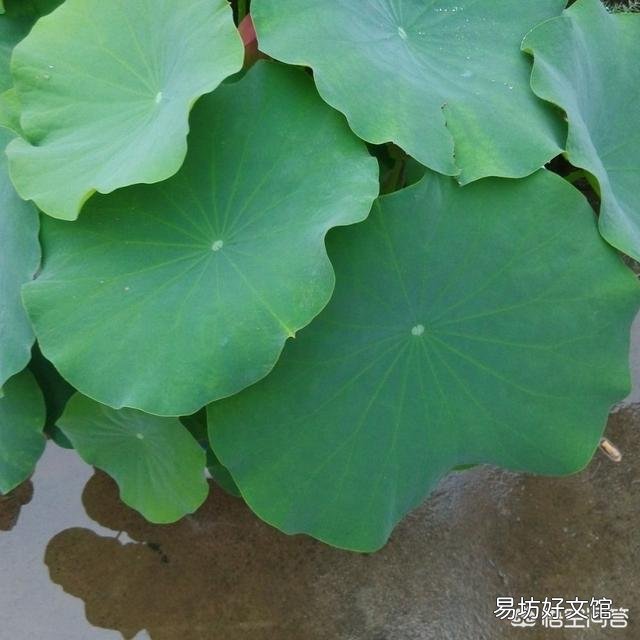 對于在陽臺種碗蓮出現只長葉子不開花的現象，你怎么看？