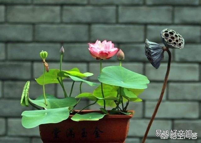 對于在陽臺種碗蓮出現只長葉子不開花的現象，你怎么看？