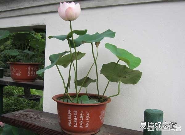 對于在陽臺種碗蓮出現只長葉子不開花的現象，你怎么看？