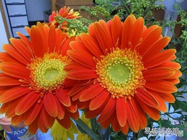 非洲菊叶子又脆又硬,颜色变重,向后卷起来了,怎么办?