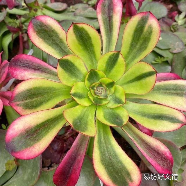 长相相似的多肉植物普货有哪些？