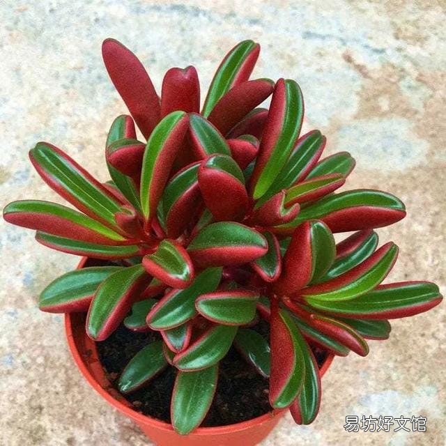长相相似的多肉植物普货有哪些？