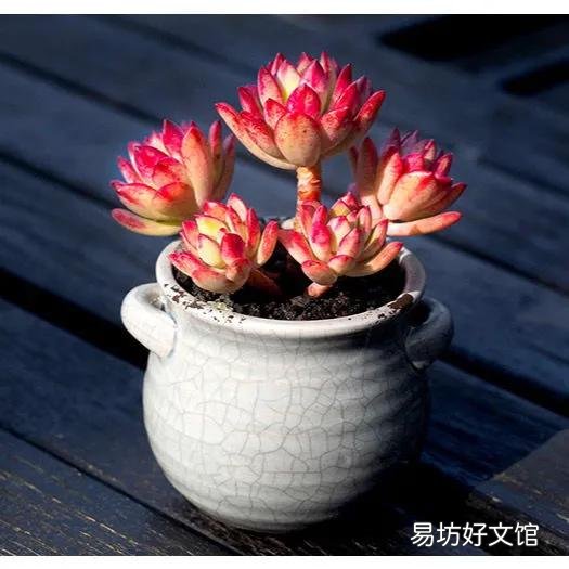 长相相似的多肉植物普货有哪些？