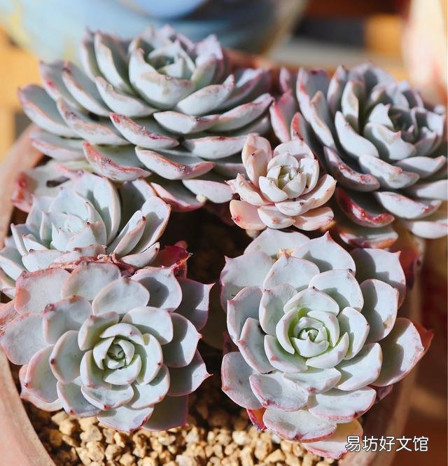 长相相似的多肉植物普货有哪些？