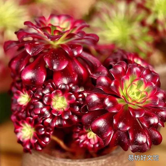 长相相似的多肉植物普货有哪些？