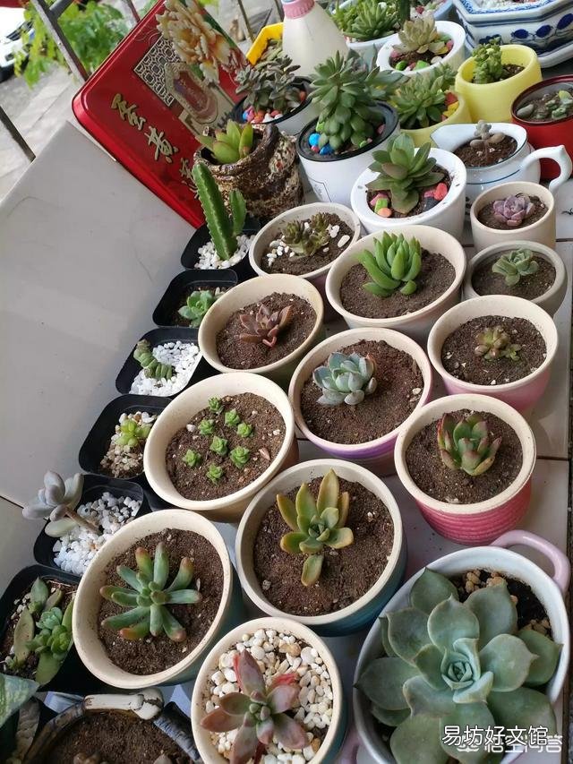 长相相似的多肉植物普货有哪些？
