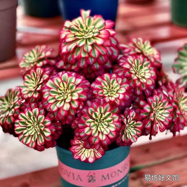 长相相似的多肉植物普货有哪些？