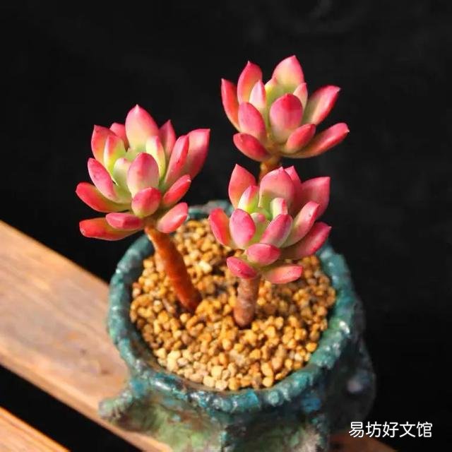 长相相似的多肉植物普货有哪些？