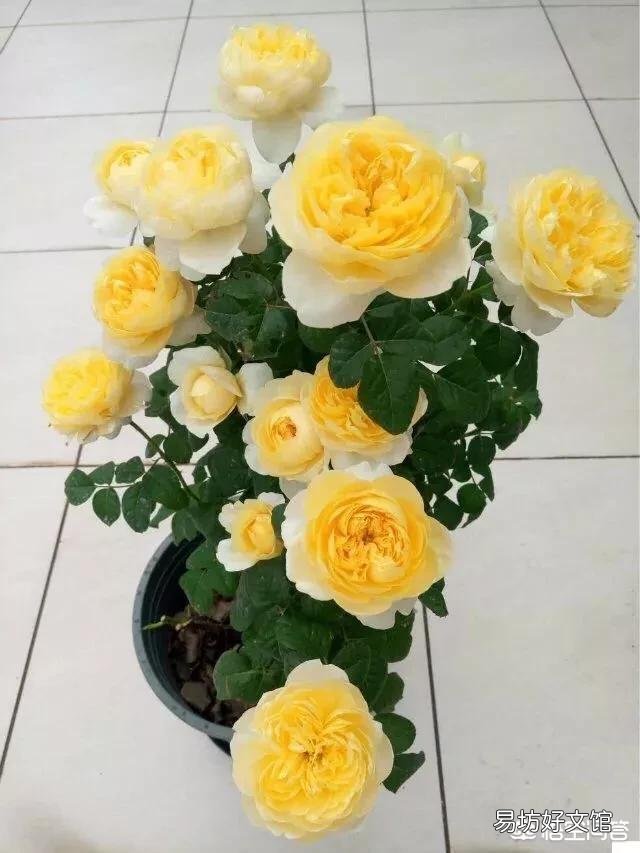 月季发的芽没有芽点,是不是徒长枝,要不要修剪?