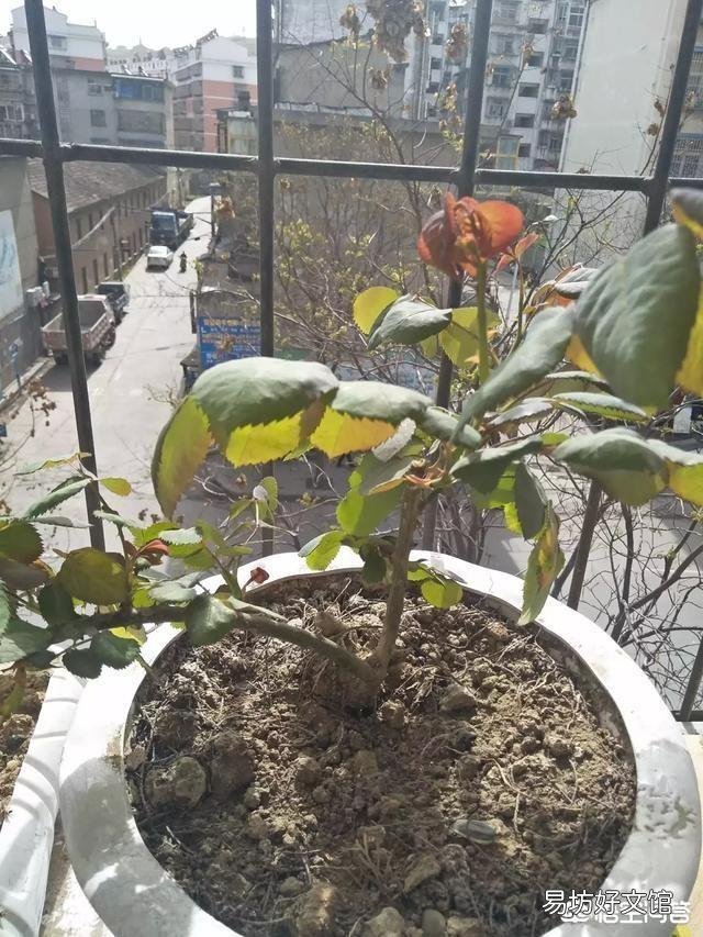 月季发的芽没有芽点,是不是徒长枝,要不要修剪?