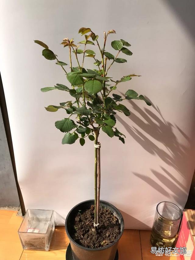 月季发的芽没有芽点,是不是徒长枝,要不要修剪?