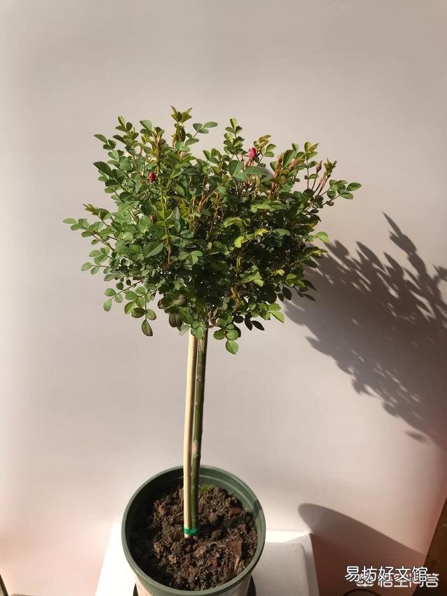 月季发的芽没有芽点,是不是徒长枝,要不要修剪?