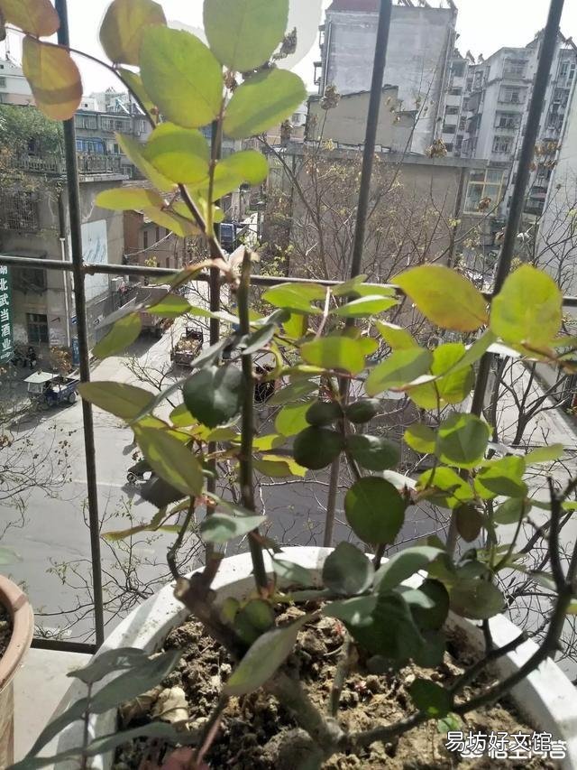 月季发的芽没有芽点,是不是徒长枝,要不要修剪?