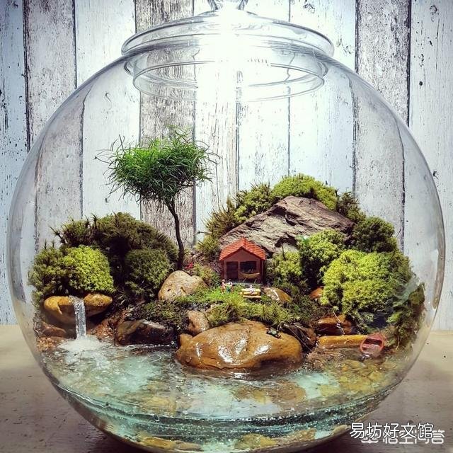 为什么苔藓微景观要放在瓶子里面？