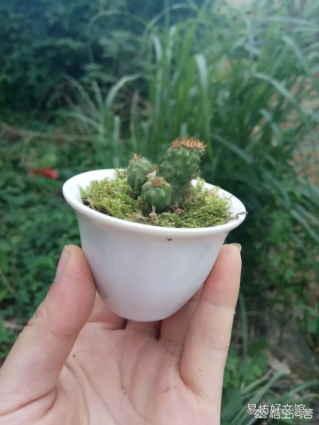 为什么苔藓微景观要放在瓶子里面？