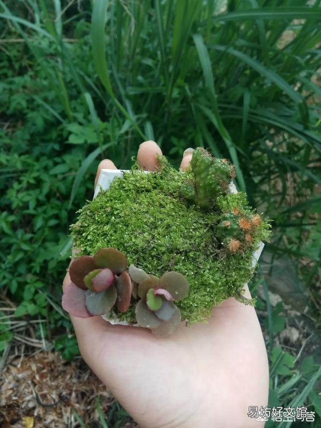 为什么苔藓微景观要放在瓶子里面？
