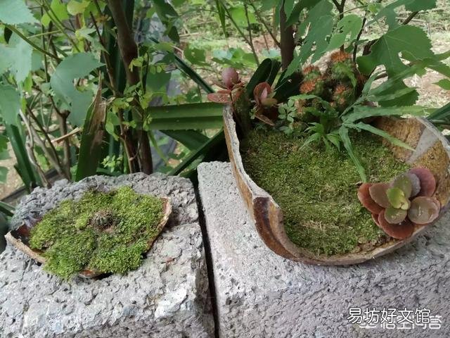 为什么苔藓微景观要放在瓶子里面？