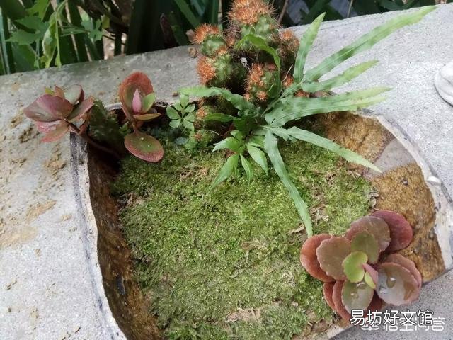 为什么苔藓微景观要放在瓶子里面？