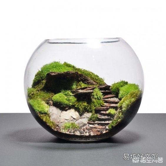 为什么苔藓微景观要放在瓶子里面？