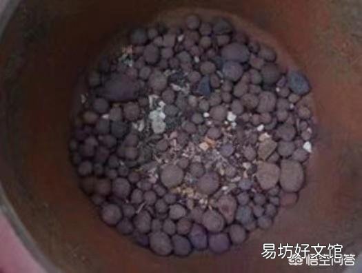 两周前买的栀子花和茉莉花,现在状态好像都不太好,该怎么养护?