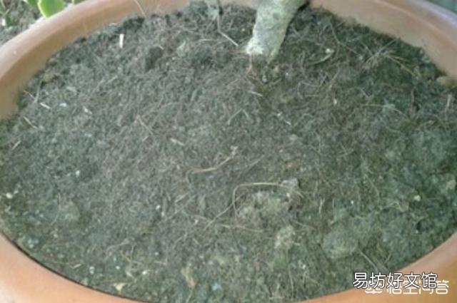 两周前买的栀子花和茉莉花,现在状态好像都不太好,该怎么养护?